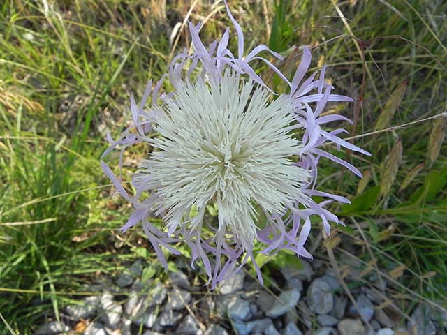 Centaurea americana (American basket-flower) #60892