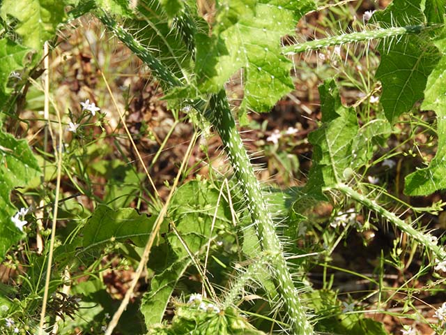 Cnidoscolus texanus (Texas bullnettle) #61000