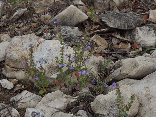 Scutellaria drummondii var. drummondii (Drummond's skullcap) #61037