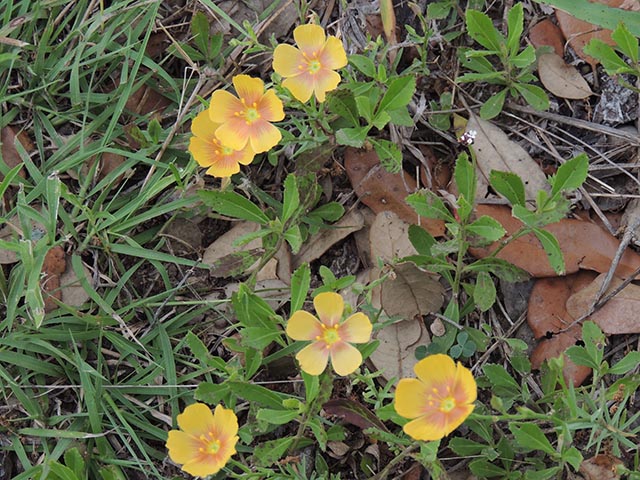 Linum berlandieri var. berlandieri (Berlandier's yellow flax) #65082