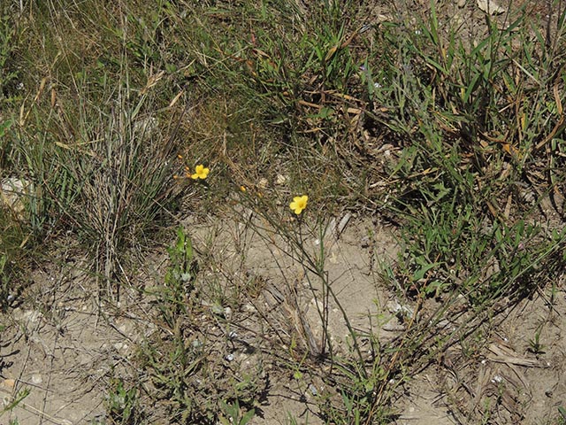 Linum rupestre (Rock flax) #65084