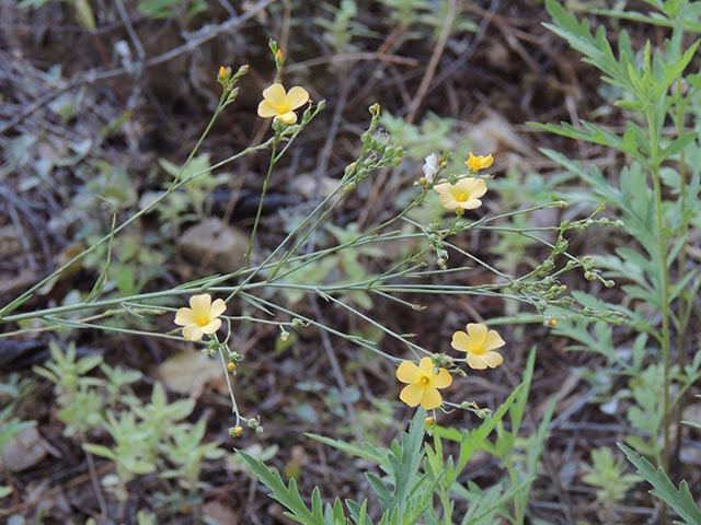 Linum rupestre (Rock flax) #65085