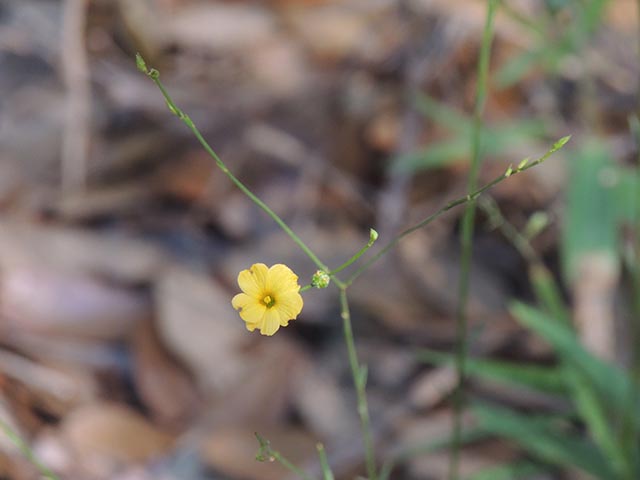 Linum rupestre (Rock flax) #65087