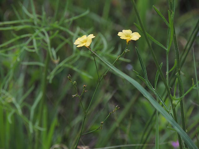 Linum rupestre (Rock flax) #65089