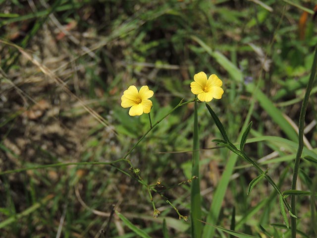 Linum rupestre (Rock flax) #65090