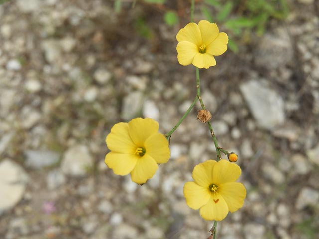 Linum rupestre (Rock flax) #65094