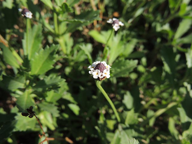 Phyla nodiflora (Texas frogfruit) #65101