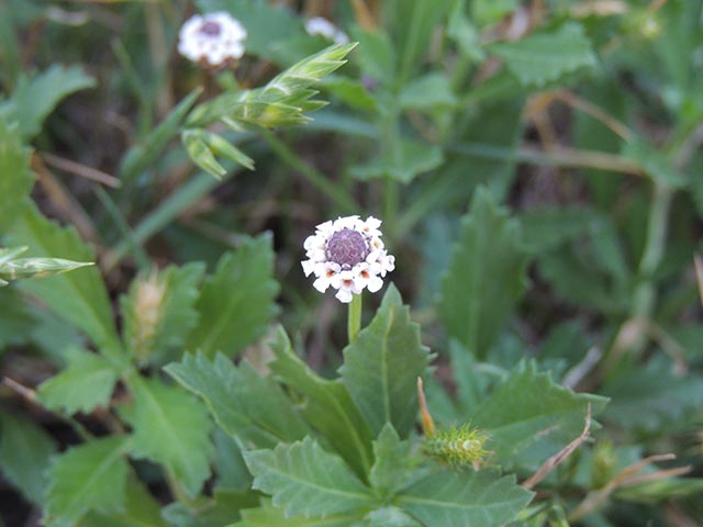 Phyla nodiflora (Texas frogfruit) #65107