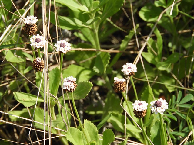 Phyla nodiflora (Texas frogfruit) #65111