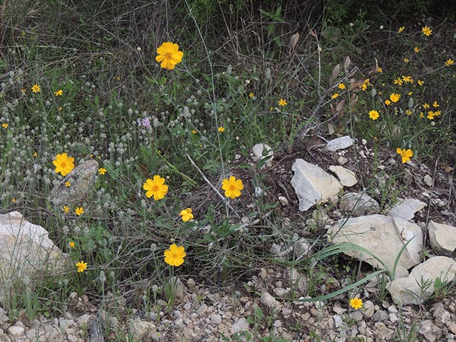 Thelesperma simplicifolium (Slender greenthread) #65120