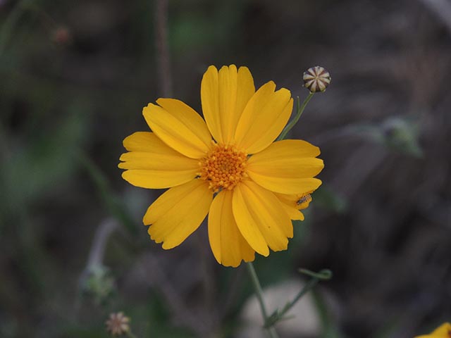 Thelesperma simplicifolium (Slender greenthread) #65121