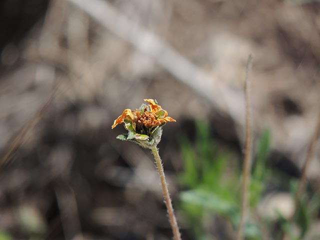 Wedelia acapulcensis var. hispida (Zexmenia) #65128