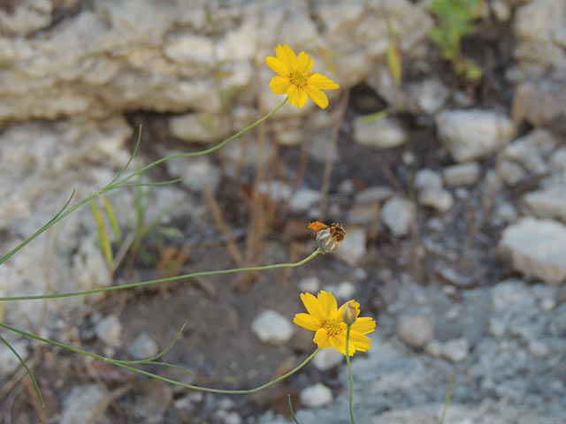 Thelesperma simplicifolium (Slender greenthread) #65134