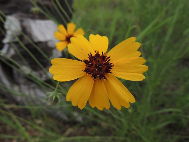 Thelesperma filifolium (Stiff greenthread) #65138