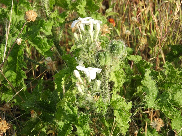 Cnidoscolus texanus (Texas bullnettle) #65153