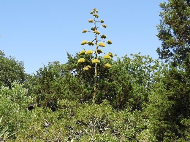 Agave americana (American century plant) #65170