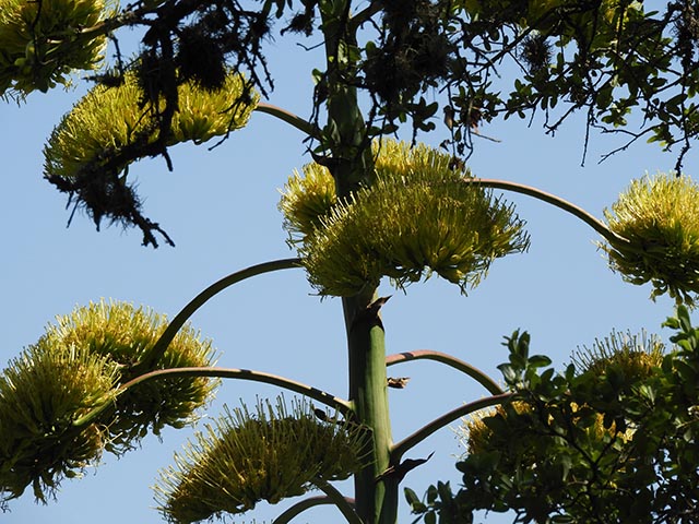 Agave americana (American century plant) #65175