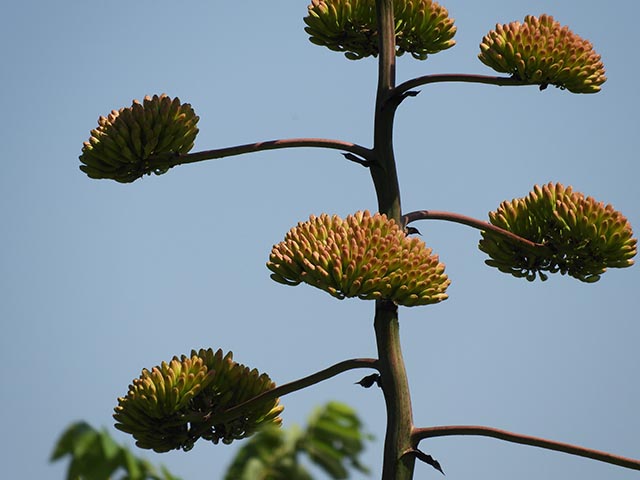 Agave americana (American century plant) #65176