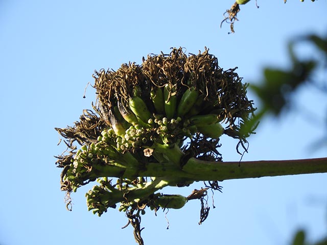 Agave americana (American century plant) #65189