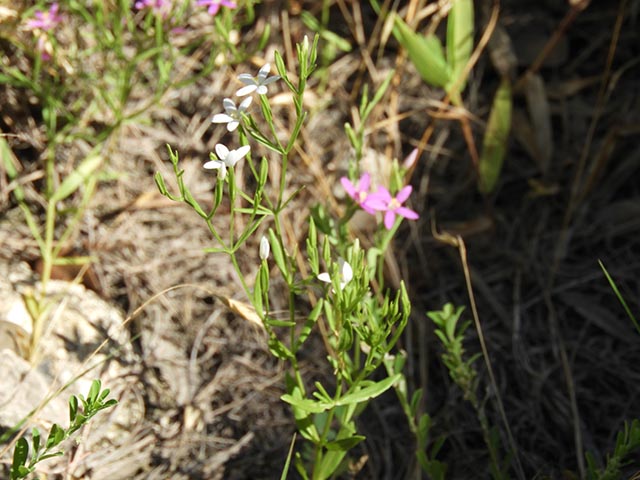 Centaurium texense (Lady bird's centaury) #65245