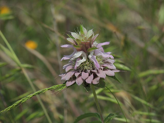 Monarda citriodora (Lemon beebalm) #65508