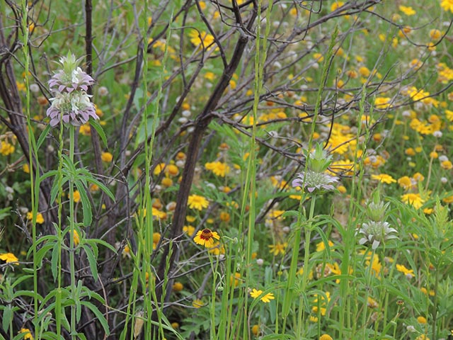 Monarda citriodora (Lemon beebalm) #65510