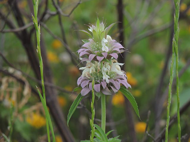 Monarda citriodora (Lemon beebalm) #65511