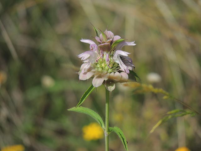 Monarda citriodora (Lemon beebalm) #65521