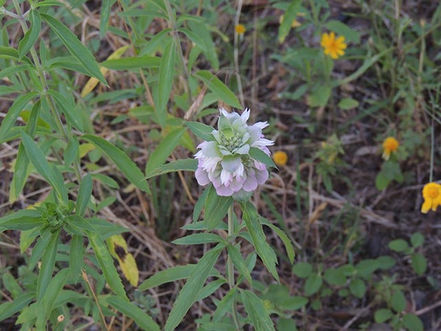 Monarda citriodora (Lemon beebalm) #65529