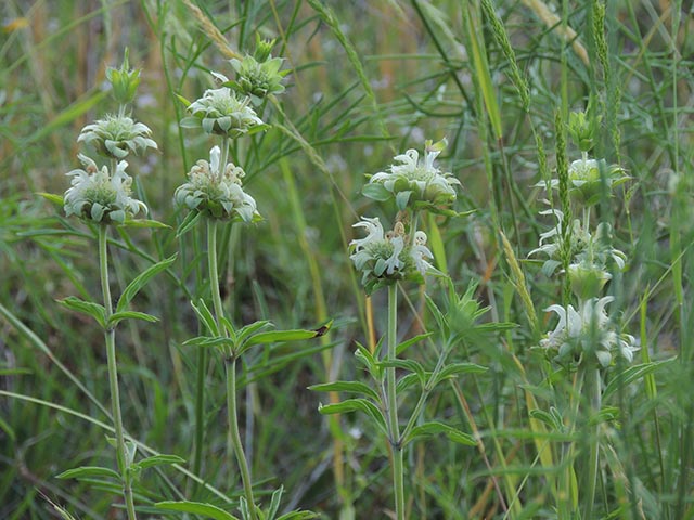 Monarda citriodora (Lemon beebalm) #65532