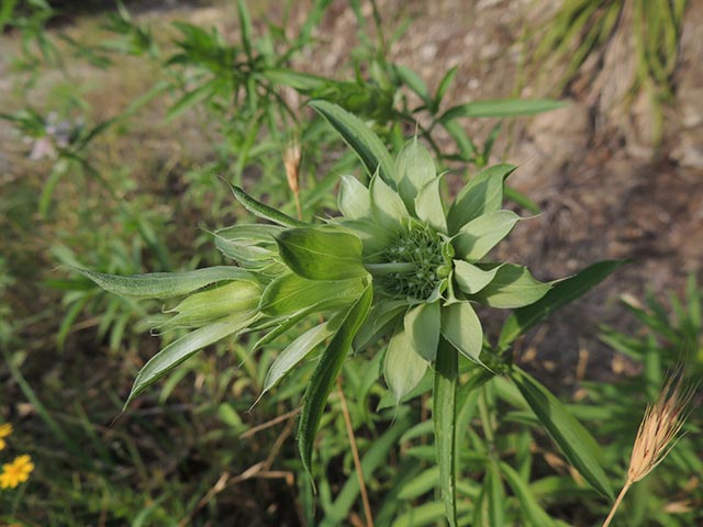 Monarda citriodora (Lemon beebalm) #65535