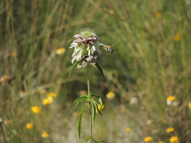 Monarda citriodora (Lemon beebalm) #65541