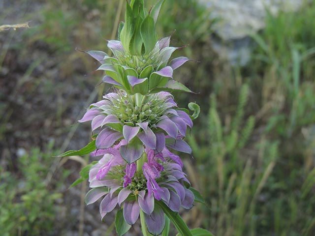 Monarda citriodora (Lemon beebalm) #65562