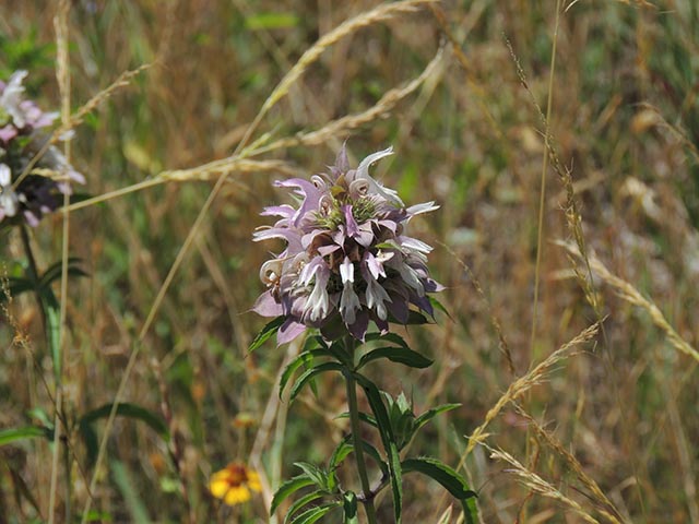 Monarda citriodora (Lemon beebalm) #65576