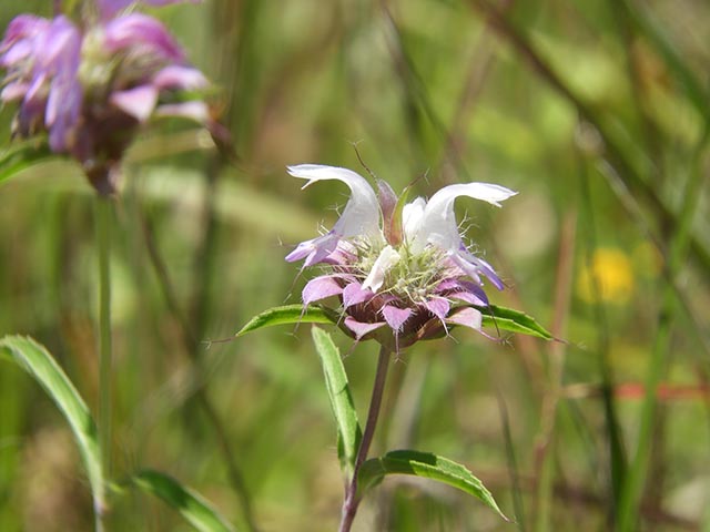 Monarda citriodora (Lemon beebalm) #65591