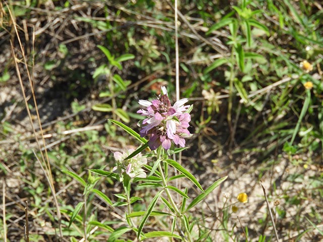 Monarda citriodora (Lemon beebalm) #65595