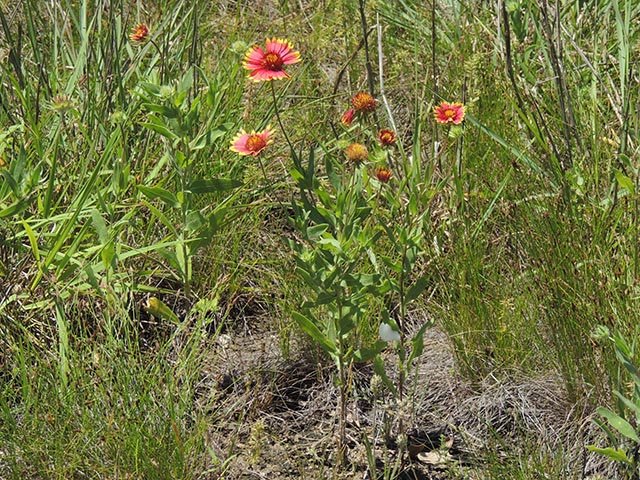 Gaillardia pulchella var. pulchella (Indian blanket) #65620