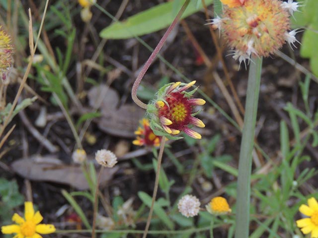 Gaillardia pulchella var. pulchella (Indian blanket) #65656