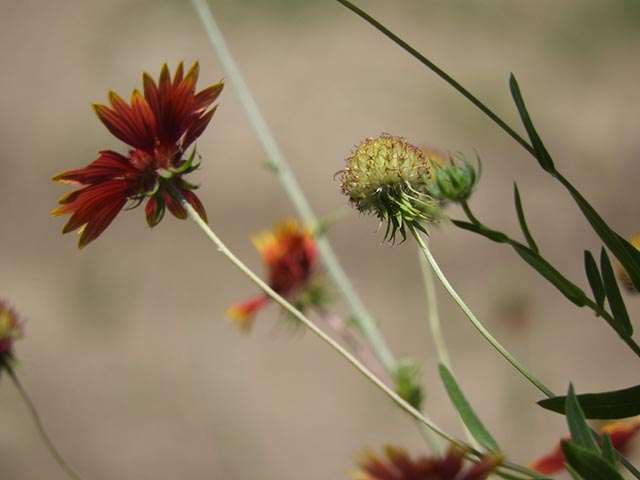 Gaillardia pulchella var. pulchella (Indian blanket) #65671