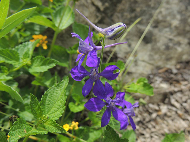 Delphinium carolinianum ssp. virescens (Carolina larkspur) #65765