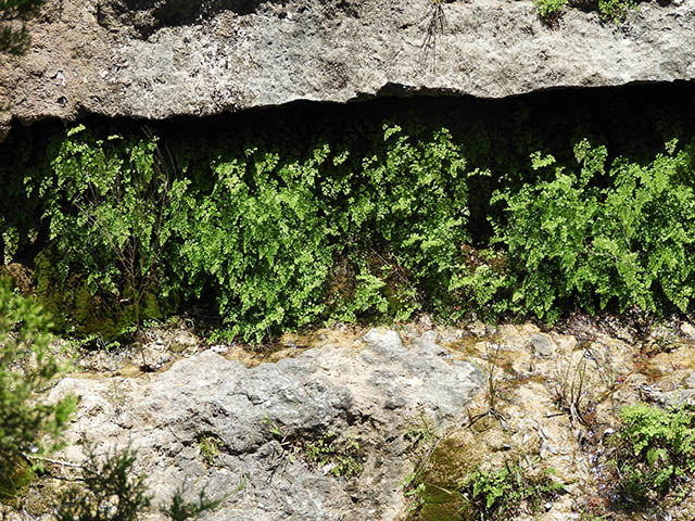 Adiantum capillus-veneris (Southern maidenhair fern) #65786