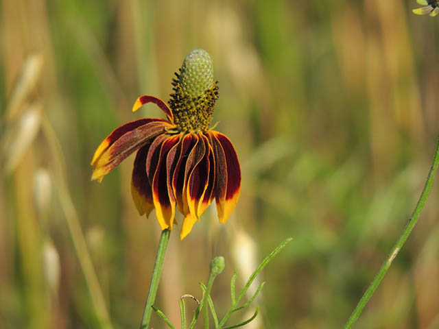 Ratibida columnifera (Mexican hat) #65803