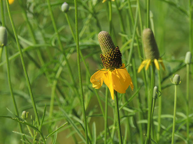 Ratibida columnifera (Mexican hat) #65811