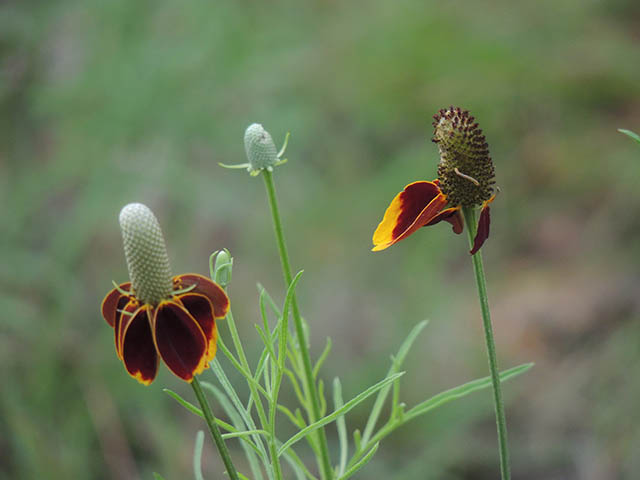 Ratibida columnifera (Mexican hat) #65816