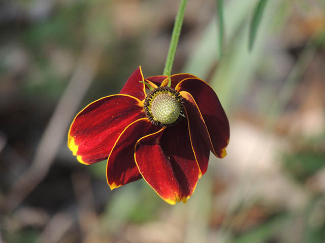 Ratibida columnifera (Mexican hat) #65822