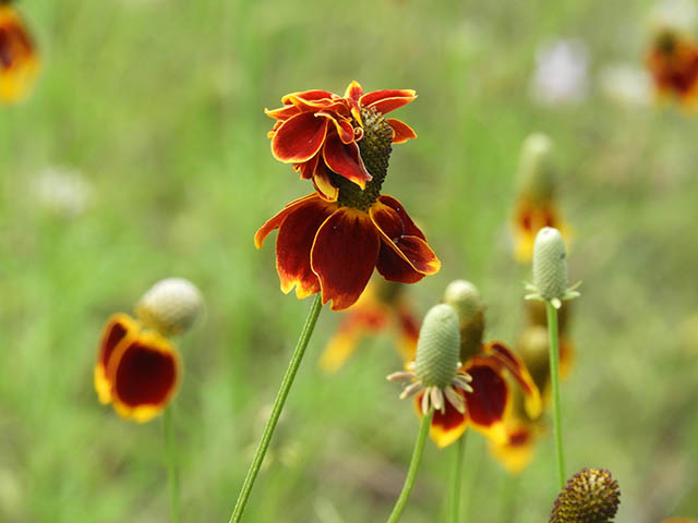 Ratibida columnifera (Mexican hat) #65828