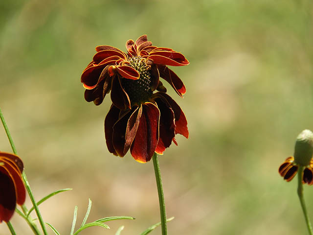 Ratibida columnifera (Mexican hat) #65835