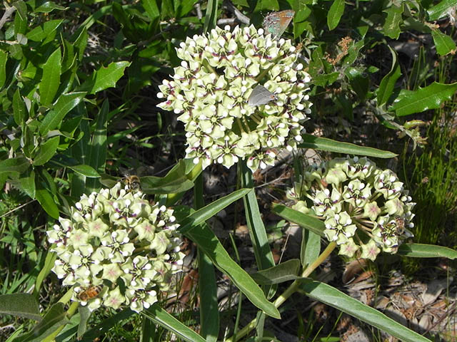 Asclepias asperula ssp. capricornu (Antelope-horns) #65889