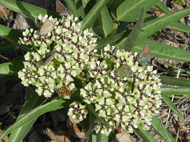 Asclepias asperula ssp. capricornu (Antelope-horns) #65893