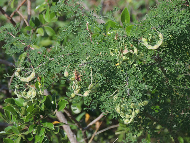 Mimosa borealis (Fragrant mimosa) #65912